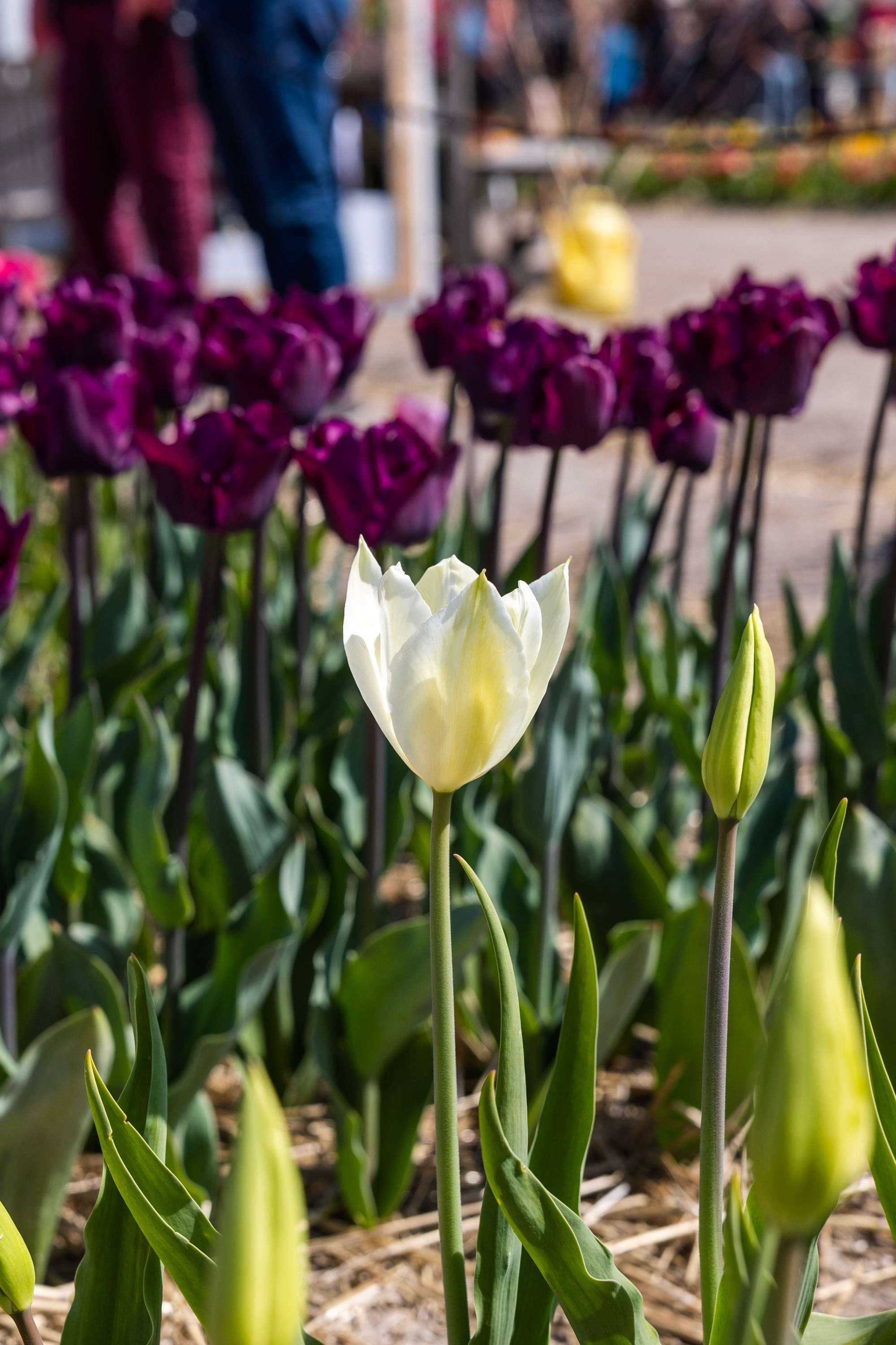 Tulpe 'White Triumphator'